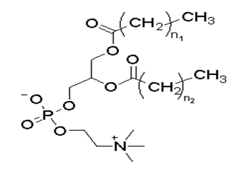 আন্চ